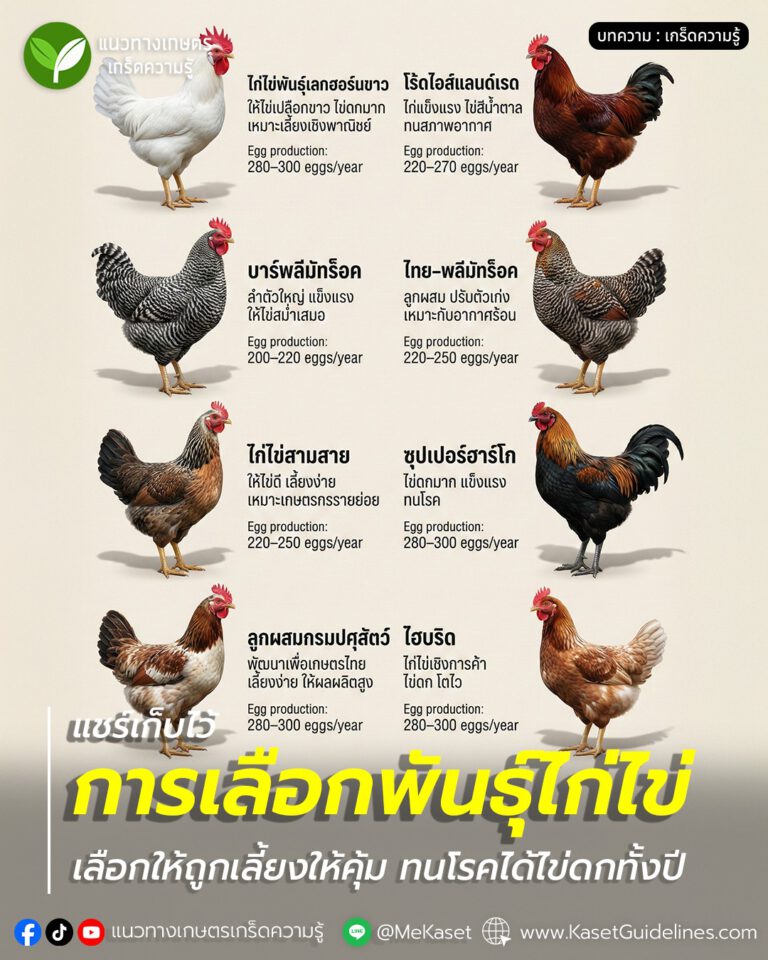การเลือกพันธุ์ไก่ไข่ให้เหมาะสมกับเกษตรกร เลี้ยงคุ้ม ทนโรค ให้ไข่ดกตลอดปี