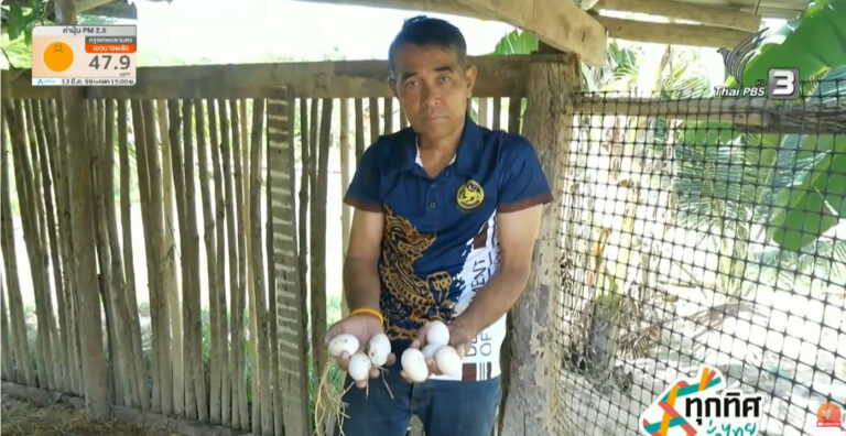เลี้ยงเป็ดขายไข่สร้างรายได้ จ.ตรัง | ทุกทิศทั่วไทย | 14 มี.ค. 69