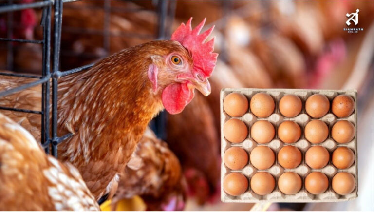 นักวิชาการ-เกษตรกร หนุนเอ้กบอร์ดคุมสมดุลไข่ไก่ เตือนเปิดเสรีกระทบรายย่อย