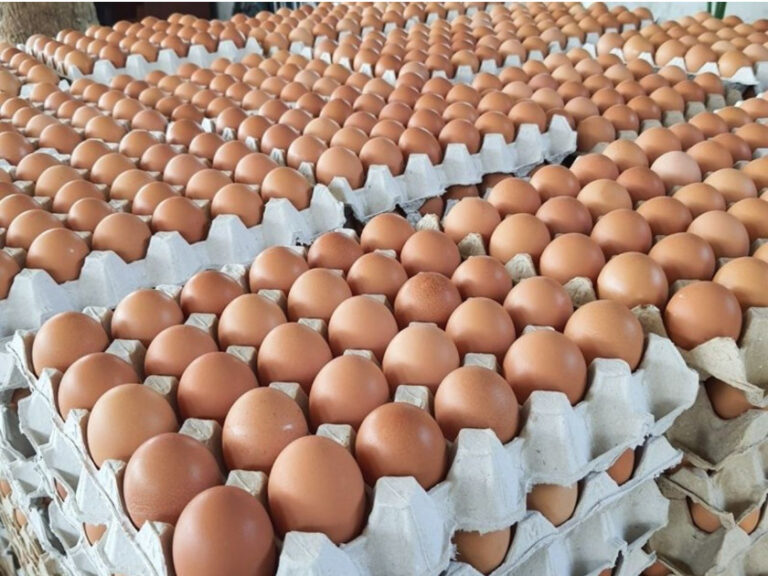 วอนเห็นใจผู้เลี้ยงไก่ไข่ ขายโปรตีนถูกกว่าบะหมี่ฯ ย้ำบทบาท “Egg Board”