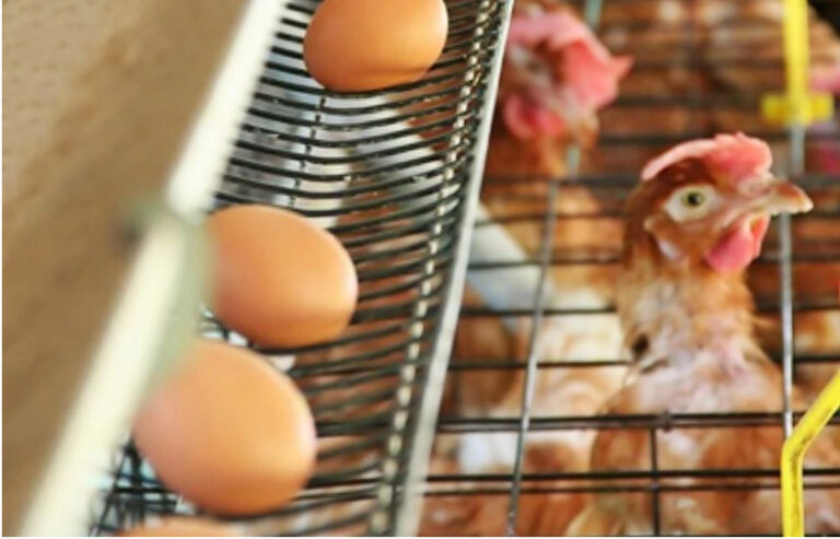 เบื้องหลังไข่ไก่ไทย ความจริงที่อาจยังไม่รู้