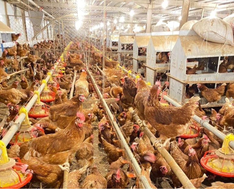 WMU ตั้งเป้าที่จะเป็นผู้นำตลาดไข่ไก่แบบไม่ขังคอกในเอเชียตะวันออกเฉียงใต้