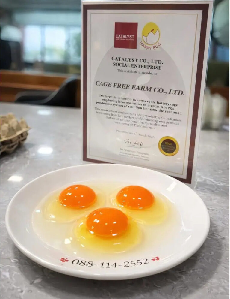 Cagefree Farm เร่งยกระดับไข่ไก่ไทยสู่มาตรฐานโลก เปิดฟาร์มต้นแบบรับ Egg Board ตั้งเป้าขยายแม่ไก่ไร้กรง 1 ล้านตัวภายในปี 2571